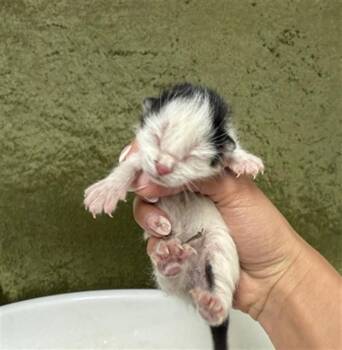 Domestic Short Hair Cats Available for Adoption in Riverside, California - A1909363 | PetCurious