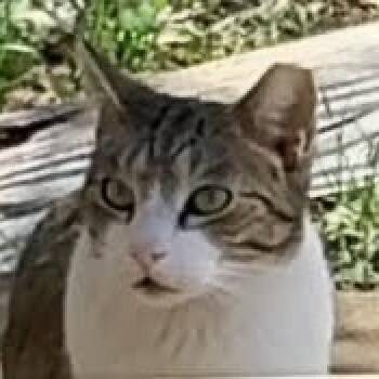 Rescue Domestic Short Hair Cats for Adoption in Kyle, Texas - OSCAR | PetCurious