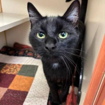 Domestic Short Hair Cats Available for Adoption in South Elgin, Illinois - Cayuga | PetCurious