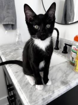 BOGO -  Oriental Short Hair and Domestic Short Hair Cat for Adoption in St. Petersburg, Florida - BOGO | PetCurious