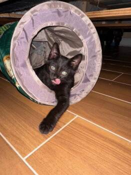 Miracle (7105) -  Domestic Short Hair Cat for Adoption in Zephyrhills, Florida - Miracle (7105) | PetCurious