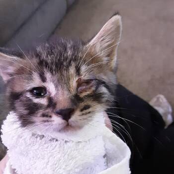 Domestic Medium Hair Cats Available for Adoption in Overland Park, Kansas - Sage | PetCurious