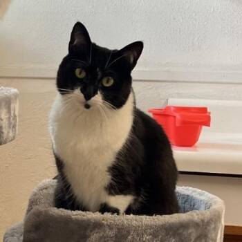 Catzilla -  Domestic Short Hair Cat Available for Adoption in Murray, Utah - Catzilla | PetCurious