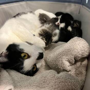 Sissy -  Domestic Short Hair Cat for Adoption in Edwardsville, Illinois - Sissy | PetCurious