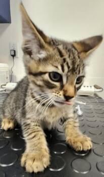 Balloon -  Domestic Short Hair Cat Available for Adoption in Roseville, California - Balloon | PetCurious