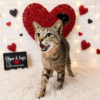Chloe -  Domestic Short Hair Cat for Adoption in Corpus Christi, Texas - Chloe | PetCurious