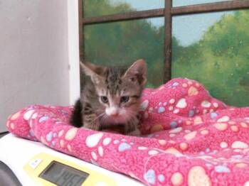 GANDY -  Domestic Short Hair Cat for Adoption in Houston, Texas - GANDY | PetCurious
