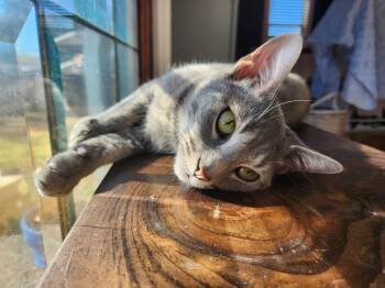 Rescue Domestic Short Hair Cats for Adoption in Nashville, Tennessee - Reina | PetCurious