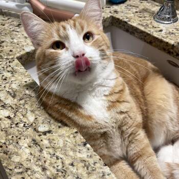 Buddy McDoyle -  Tabby Cat for Adoption in Chicago, Illinois - Buddy McDoyle | PetCurious