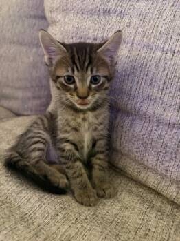 ROME -  Domestic Short Hair Cat for Adoption in Town 
