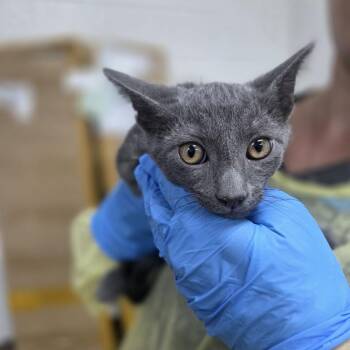 Nike -  Domestic Short Hair Cat for Adoption in Incline Village, Nevada - Nike | PetCurious