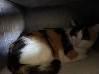 Summer* -  Calico Cat for Adoption in Belton, Texas - Summer* | PetCurious
