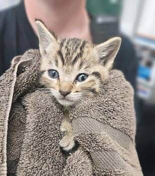 Domestic Short Hair Cats Available for Adoption in Nashville, Tennessee - Raccoon | PetCurious