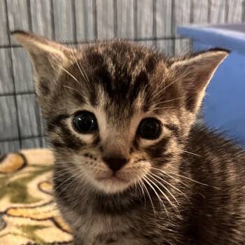 Zuppa -  Domestic Short Hair Cat for Adoption in Clarksville, Arkansas - Zuppa | PetCurious