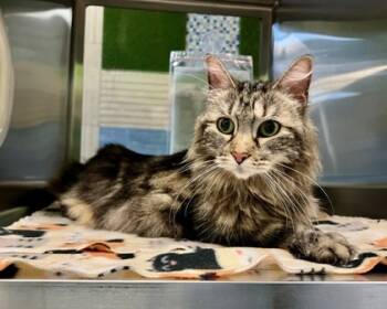 Rescue Domestic Medium Hair and Domestic Short Hair Cats for Adoption in Fort Worth, Texas - Kimmie | PetCurious