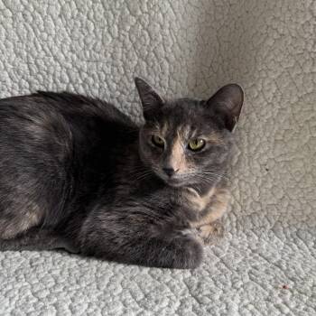 Domestic Short Hair Cats Available for Adoption - Mallory | PetCurious