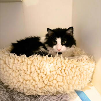 Rescue Domestic Long Hair Cats for Adoption - Bronson | PetCurious
