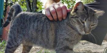 Rescue Domestic Short Hair Cats for Adoption in Mobile, Alabama - ~ Courtesy ~ Tabitha | PetCurious