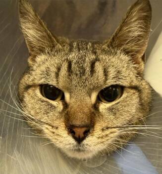 Josh -  Domestic Short Hair Cat for Adoption in Lima, Ohio - Josh | PetCurious