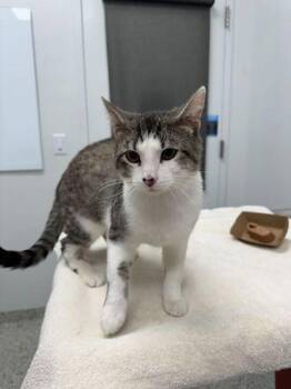 Chai -  Domestic Short Hair Cat for Adoption in Kansas City, Missouri - Chai | PetCurious