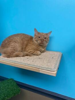 Sully -  American Shorthair Cat for Adoption in Effingham, Illinois - Sully | PetCurious