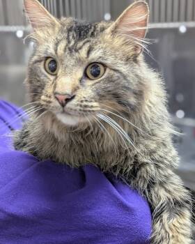 Domestic Long Hair Cats Available for Adoption - Rex | PetCurious