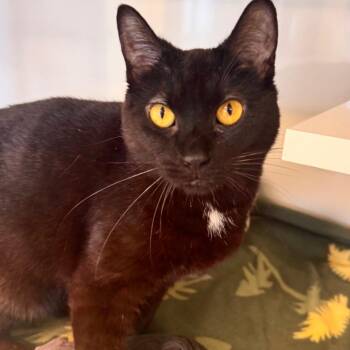 Domestic Short Hair Cats Available for Adoption in Wheeling, Illinois - Reo | PetCurious