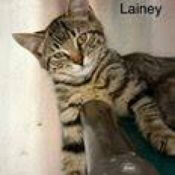 Lainey -  Domestic Short Hair Cat for Adoption in Kingman, Kansas - Lainey | PetCurious