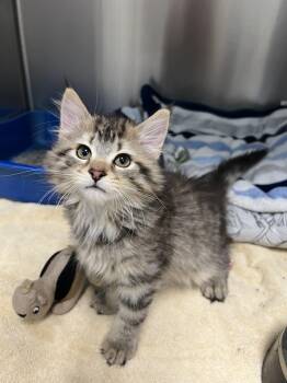 Porcupine -  Domestic Long Hair Cat for Adoption in Yorkville, Illinois - Porcupine | PetCurious