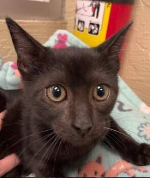 Rescue Domestic Short Hair Cats for Adoption in Parlier, California - Amelia | PetCurious
