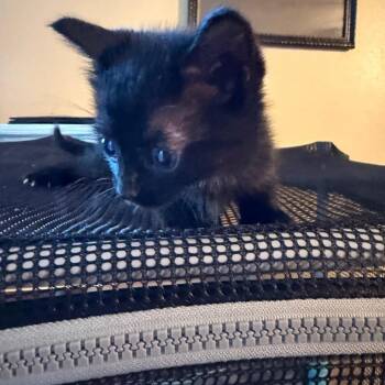 Missy Elliott -  Domestic Short Hair Cat for Adoption in Bentonville, Arkansas - Missy Elliott | PetCurious