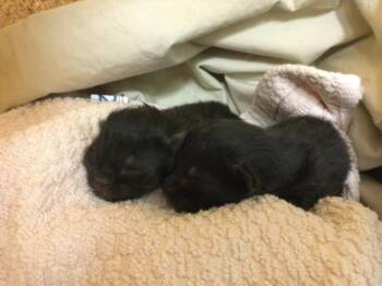 Domestic Short Hair Cats Available for Adoption in Riverside, California - A1909714 | PetCurious