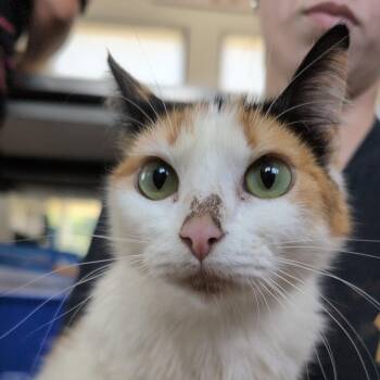 Melody -  Domestic Short Hair Cat Available for Adoption in Chapel Hill, North Carolina - Melody | PetCurious