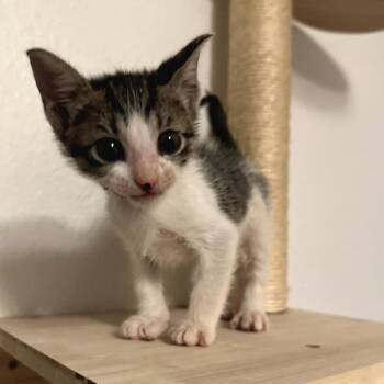 Domestic Short Hair Cats Available for Adoption in Houston, Texas - Lichen | PetCurious