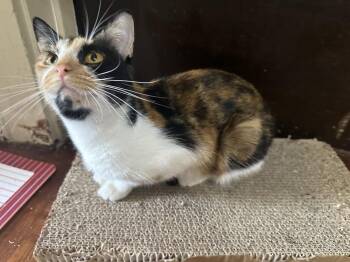 Domestic Short Hair Cats Available for Adoption in Mishawaka, Indiana - Ruth | PetCurious