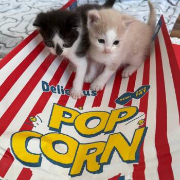 Domestic Short Hair Cats Available for Adoption - Jiffy Pop & Jolly Time (Popcorn Kittens) | PetCurious