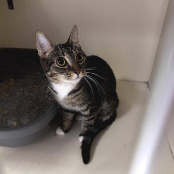 Kira 53879 -  Domestic Short Hair Cat Available for Adoption in Las Vegas, Nevada - Kira 53879 | PetCurious