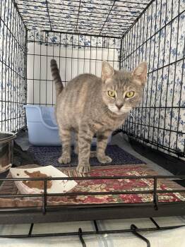 Dehlyla -  Domestic Short Hair Cat for Adoption in Trenton, New Jersey - Dehlyla | PetCurious
