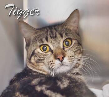 Rescue Domestic Short Hair Cats for Adoption in Middle Township, New Jersey - Tigger | PetCurious