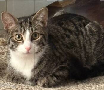 Rescue Domestic Short Hair Cats for Adoption in Darien, Georgia - Wilma W | PetCurious