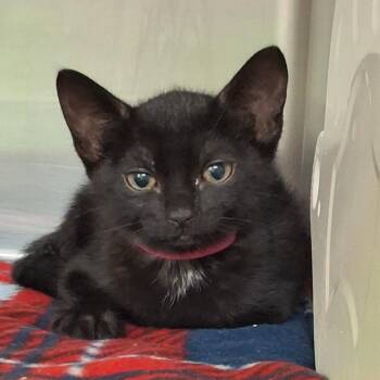 Domestic Short Hair Cats Available for Adoption in Lakeland, Florida - Black Cobra | PetCurious