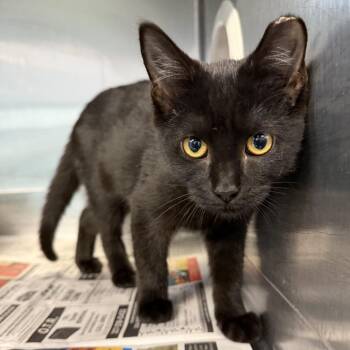 Instacart -  Domestic Short Hair Cat for Adoption in Kennebunk, Maine - Instacart | PetCurious