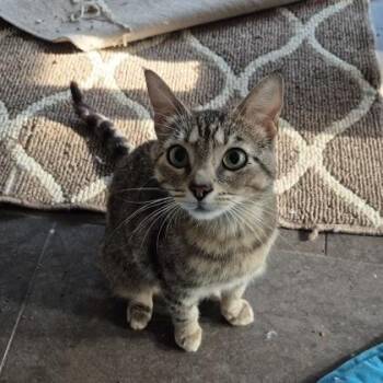 Marigold -available as a Barn Cat, pls see her bio -  Domestic Short Hair Cat for Adoption in Seneca, South Carolina - Marigold -available As A Barn Cat, Pls See Her Bio | PetCurious