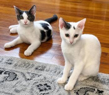 Howl & Sophie -  Domestic Short Hair Cat for Adoption in Closter, New Jersey - Howl & Sophie | PetCurious