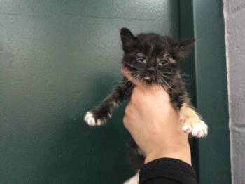 Domestic Short Hair Cats Available for Adoption in Thousand Palms, California - A1919179 | PetCurious