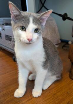 Rescue Domestic Short Hair Cats for Adoption in Lexington, Kentucky - Travis | PetCurious