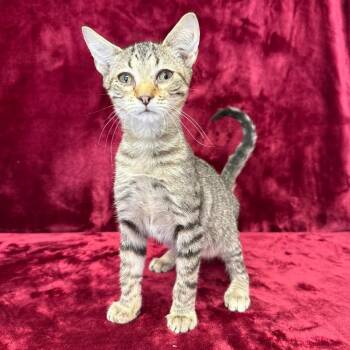 Kip -  Domestic Short Hair Cat for Adoption in Benld, Illinois - Kip | PetCurious