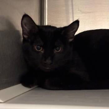 Rascal -  Domestic Short Hair Cat for Adoption in Council Bluffs, Iowa - Rascal | PetCurious