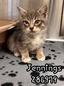 Rescue Domestic Short Hair Cats for Adoption in Macon, Georgia - JENNINGS | PetCurious