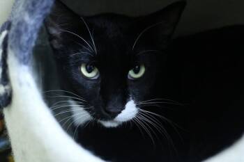 Rescue Domestic Short Hair Cats for Adoption in Portland, Oregon - Percy | PetCurious